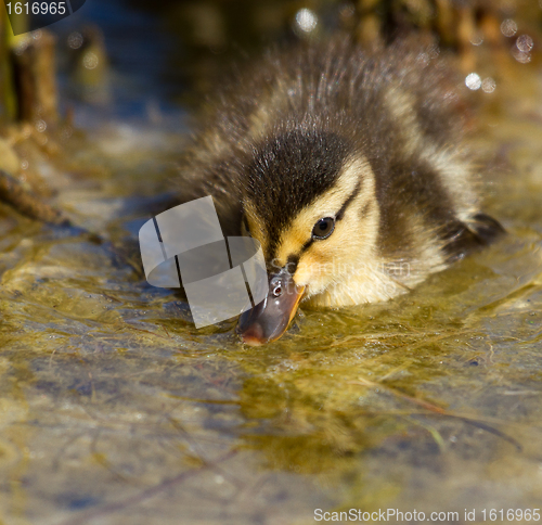 Image of A small duck in the water 