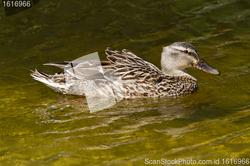 Image of A wild duck