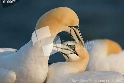 Image of Couple of gannets