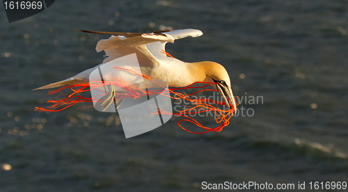 Image of A gannet flying