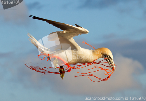 Image of A gannet flying