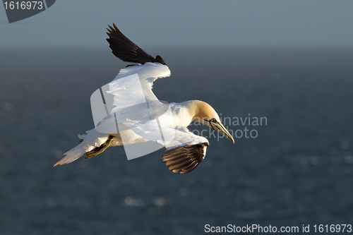 Image of A gannet is flying