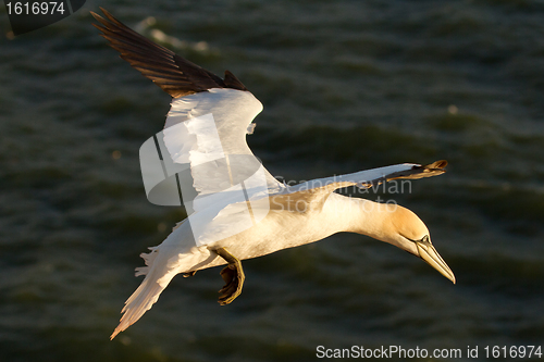 Image of A gannet is flying