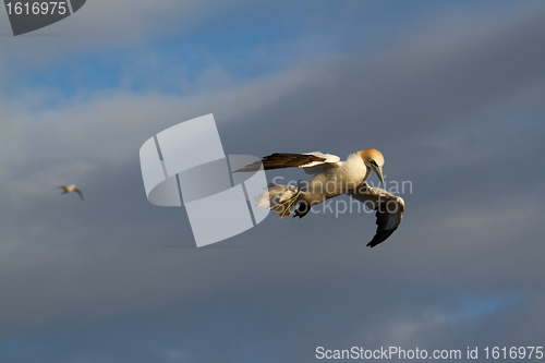 Image of A gannet is flying