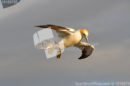 Image of A gannet is flying