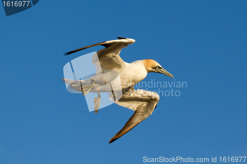 Image of A gannet is flying