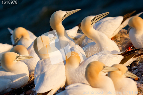 Image of A group of gannets 