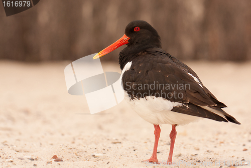 Image of An oystercatcher