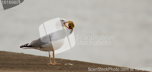 Image of A seagull is eating crab