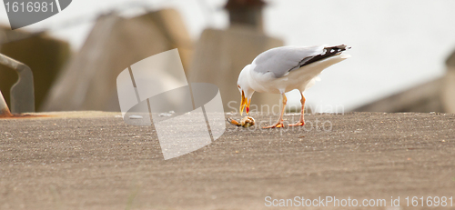 Image of A seagull is eating crab