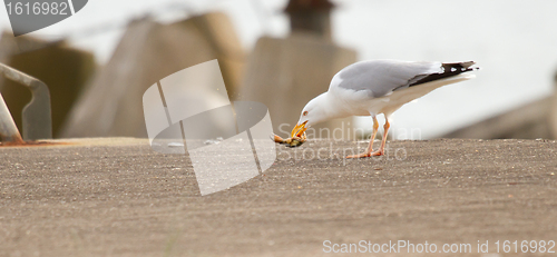 Image of A seagull is eating crab