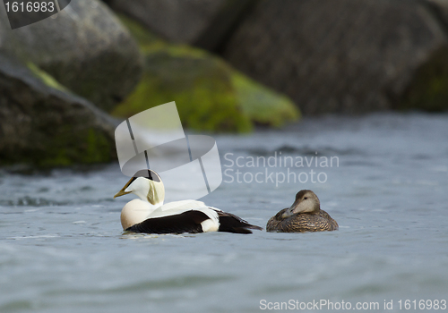 Image of A pair of common eiders 