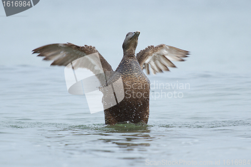 Image of A common eider 