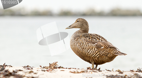 Image of A common eider