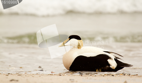 Image of A common eider