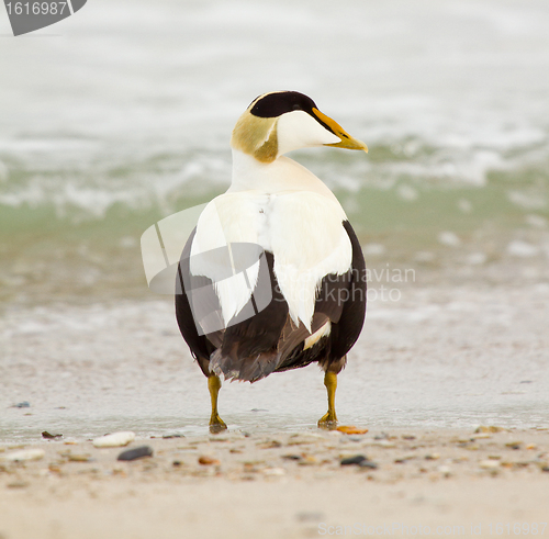 Image of A common eider