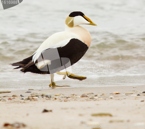 Image of A common eider
