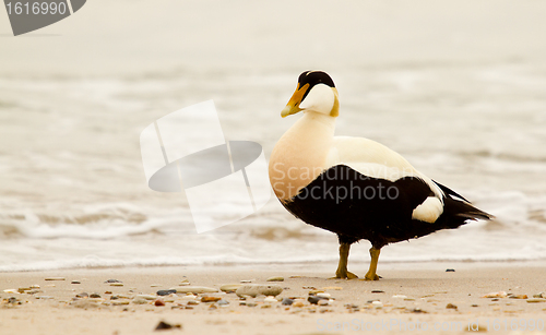 Image of A common eider