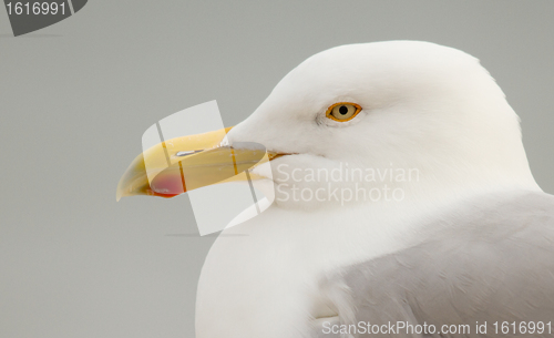 Image of A Herring Gull