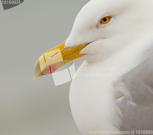 Image of A Herring Gull