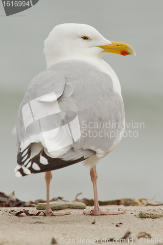 Image of A Herring Gull