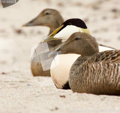 Image of Three common eiders