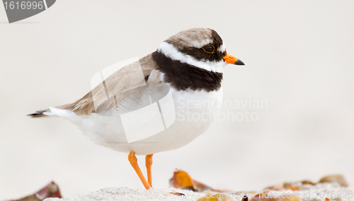 Image of A ringed plover