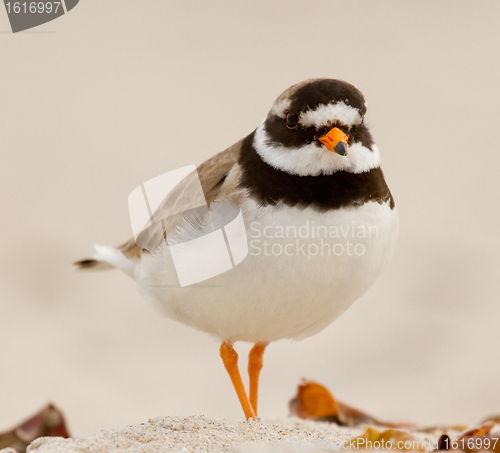 Image of A ringed plover