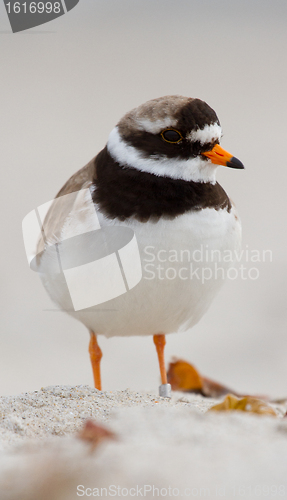 Image of A ringed plover