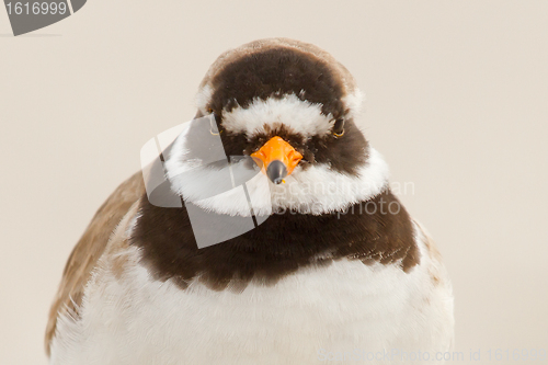 Image of A ringed plover