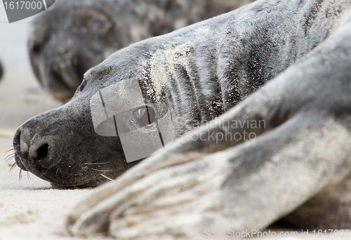 Image of A grey seal