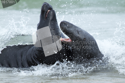 Image of Two fighting grey seals