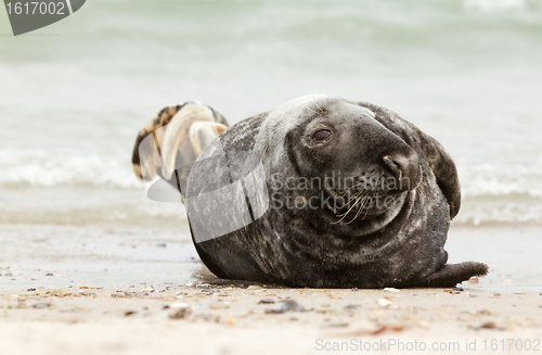Image of A grey seal