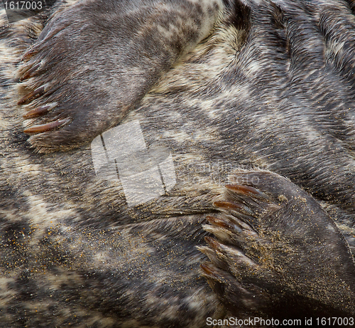 Image of A grey seal