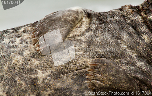 Image of A grey seal