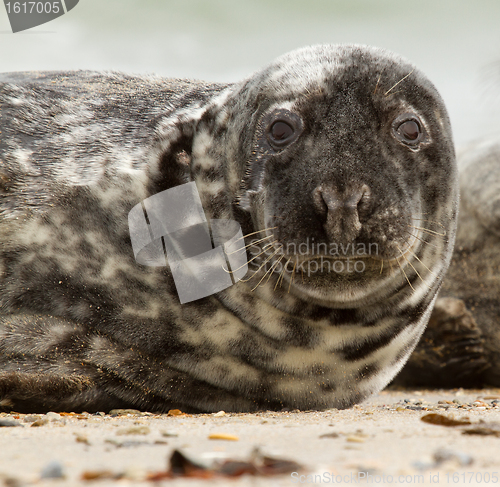 Image of A grey seal