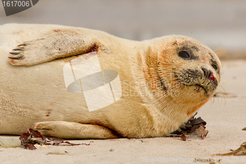 Image of A common seal