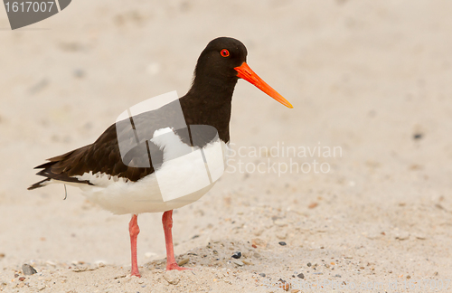 Image of An oystercatcher