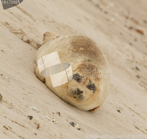 Image of A common seal