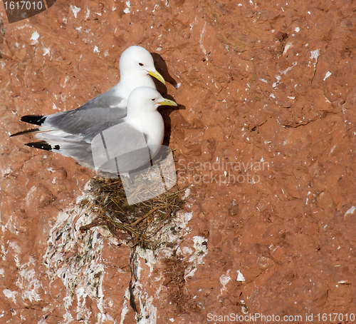 Image of A pair of seagulls nesting