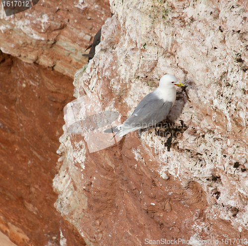 Image of A pair of seagulls nesting 