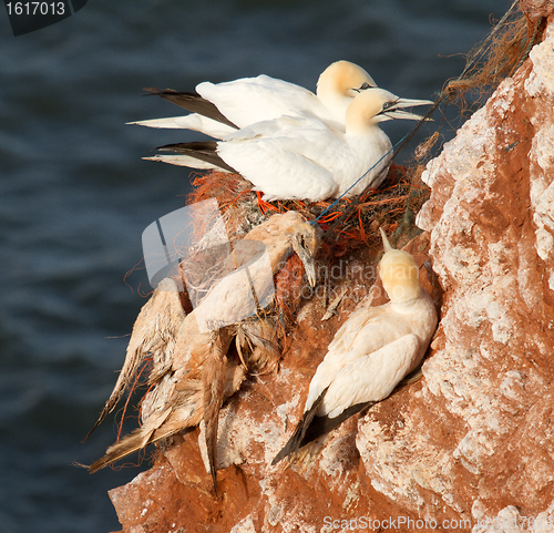 Image of A deceased gannet