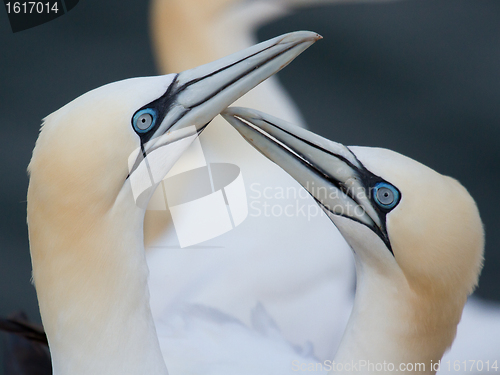 Image of Loving couple of gannets