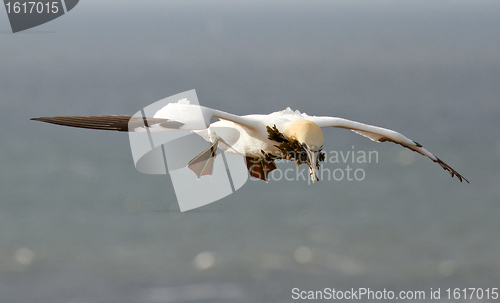 Image of A gannet above the sea