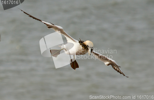 Image of A gannet above the sea