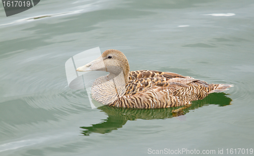 Image of A common eider