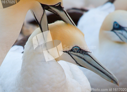 Image of A loving couple of gannets