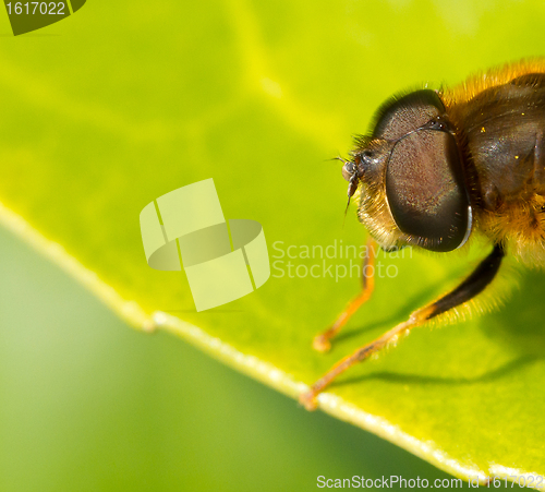 Image of A close-up of a bee