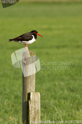 Image of An oystercatcher on a pole