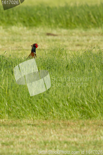 Image of A pheasant in a field